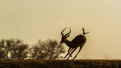 View of deer on field against sky