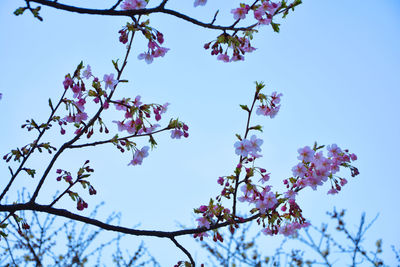 Low angle view of cherry blossoms against sky