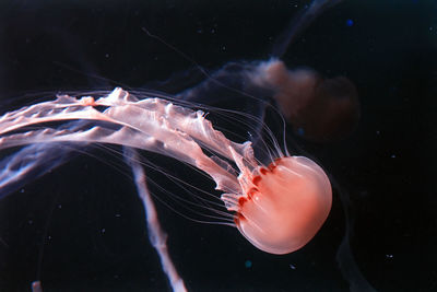 Close-up of jellyfish swimming in sea