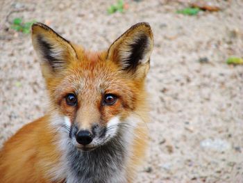 Close-up portrait of fox on field