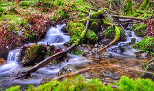 View of waterfall in forest