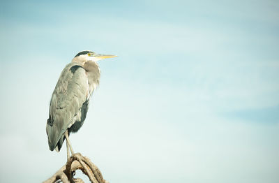 Low angle view of birds perching on branch
