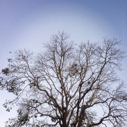 Low angle view of bare tree against clear sky