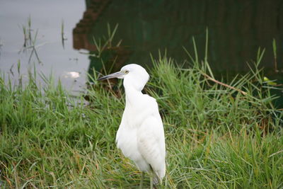 White bird perching on field