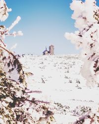 Low angle view of cherry blossoms against sky