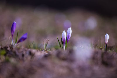 Close-up of purple crocus plant