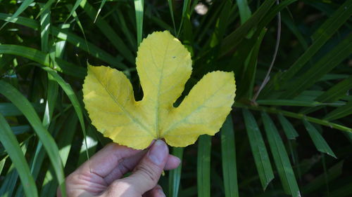 Close-up of hand holding leaves