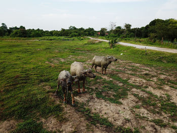 View of a horse on field