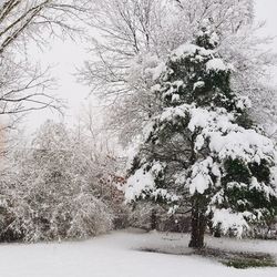 Trees on snow covered landscape