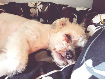 Close-up of dog sleeping