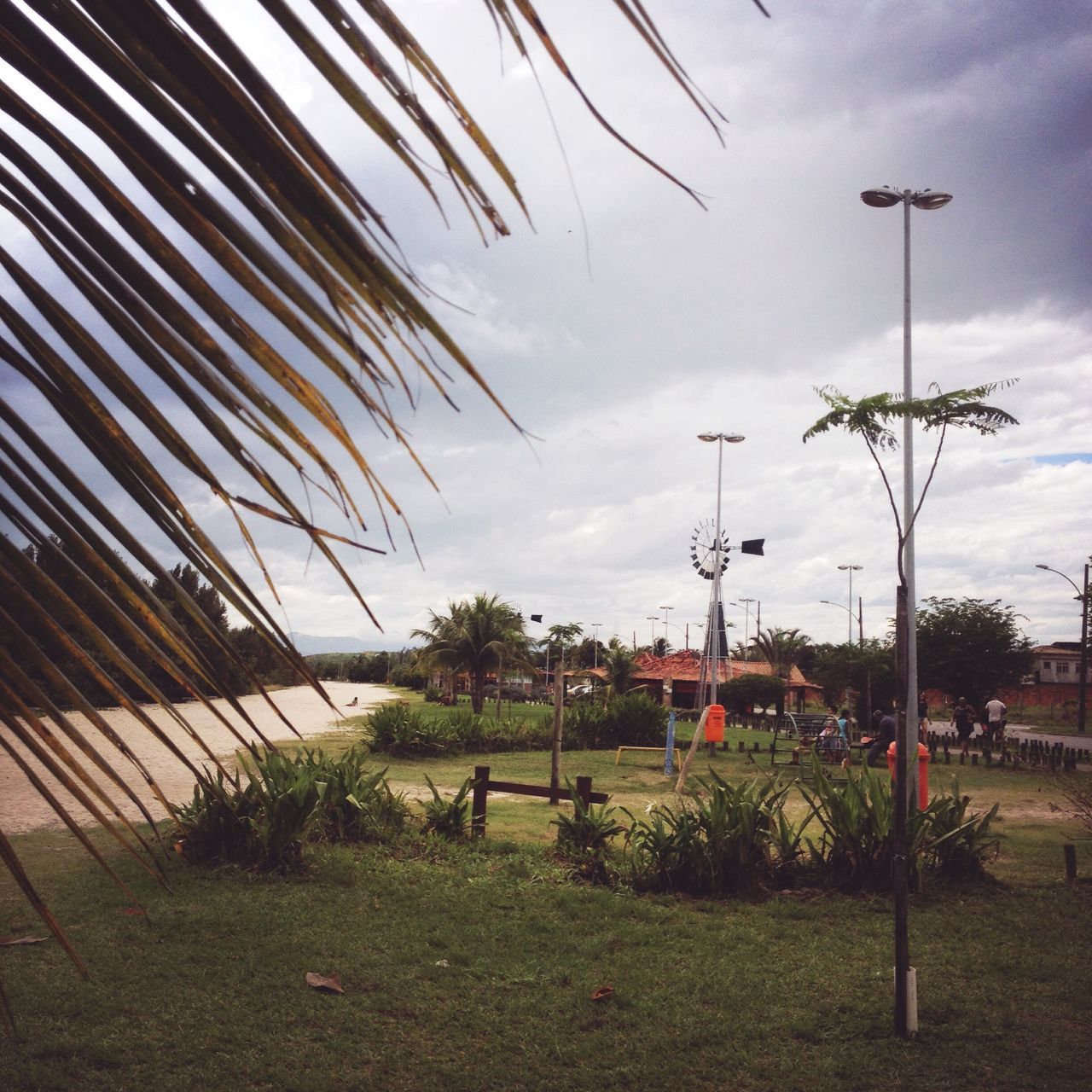 sky, tree, grass, nature, no people, outdoors, growth, cloud - sky, plant, day, flower, beauty in nature, architecture