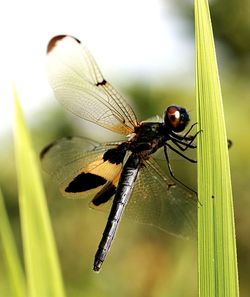 Close-up of dragonfly on grass blade