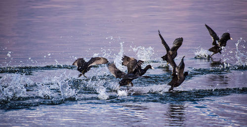 View of birds in lake