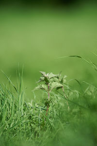 Close-up of plant growing on field