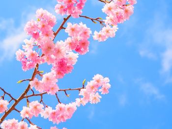 Low angle view of cherry blossom against blue sky