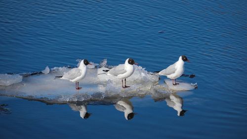 Birds swimming in lake