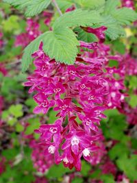 Close-up of pink flowers