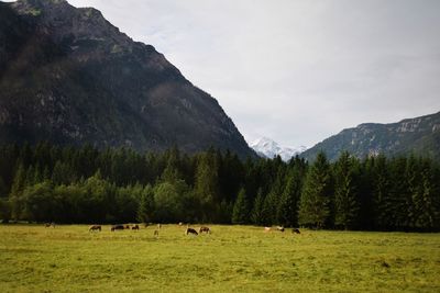 Cows grazing on field by mountains against sky