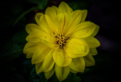 Close-up of yellow flower