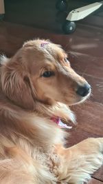 Close-up of dog looking away at home