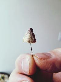 Close-up of hand holding leaf