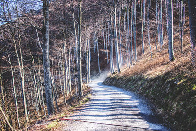 Road amidst trees in forest