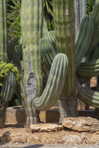 Close-up of succulent plant