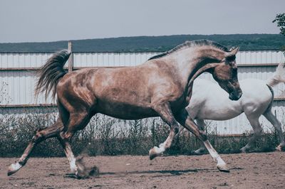 Horse by water against clear sky