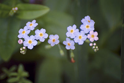 Close-up of flowers blooming outdoors