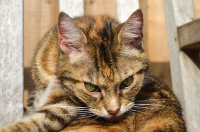 Close-up portrait of tabby cat