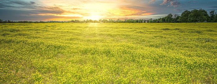 Scenic view of field against sky during sunset