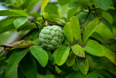 Close-up of fruits growing on plant