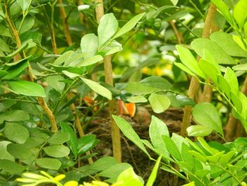 Close-up of fresh green plants