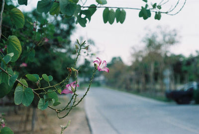 Close-up of pink flowering plant on road