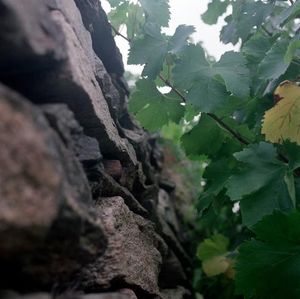 Low angle view of tree trunk
