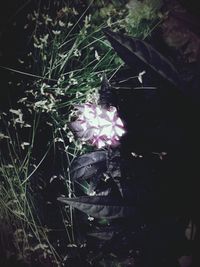 Close-up of pink flowers