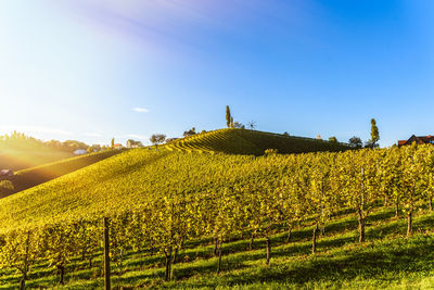 Scenic view of vineyard against sky