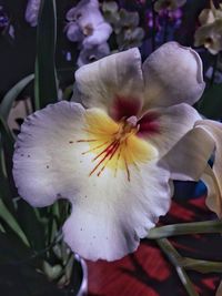 Close-up of white rose flower