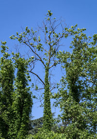 Low angle view of trees against clear blue sky