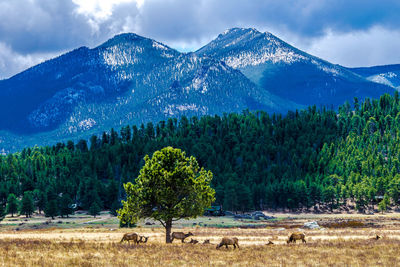 Trees on field by snowcapped mountains against sky