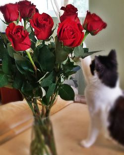 Close-up of dog by flowers