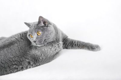 Close-up portrait of a cat looking away