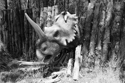 Close-up of sheep on tree trunk in forest