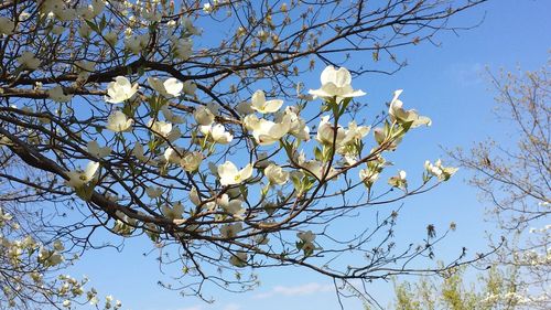 Low angle view of white flowers blooming on tree