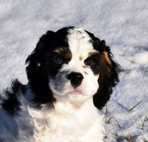 Close-up portrait of dog