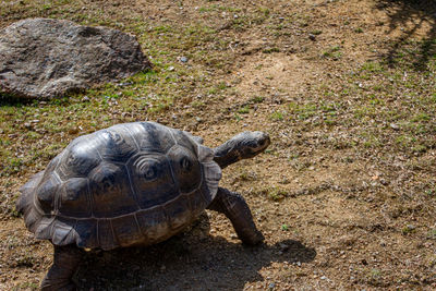 High angle view of a turtle on ground