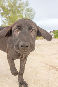 Close-up portrait of dog on field
