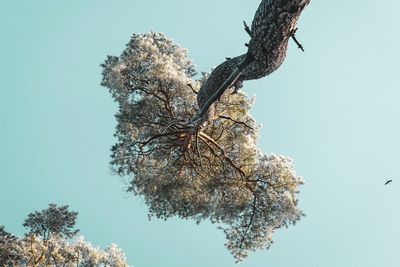 Low angle view of cherry tree against clear blue sky