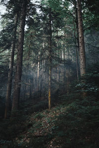 Trees in forest