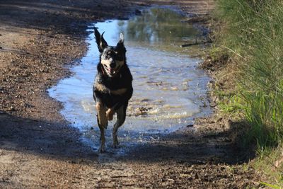 Dog running in puddle 